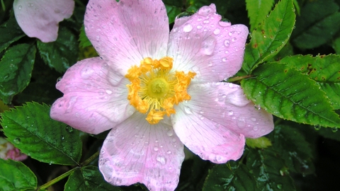 Dog-rose | The Wildlife Trusts