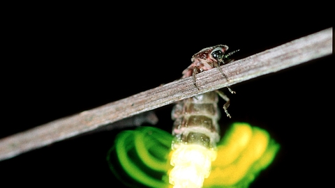 Glow Worm The Wildlife Trusts Glow Worm The Wildlife Trusts