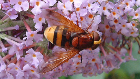Hoverfly Identification Chart