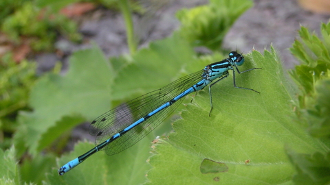 Azure Damselfly