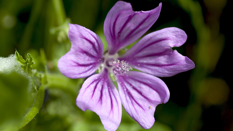 Common Mallow The Wildlife Trusts