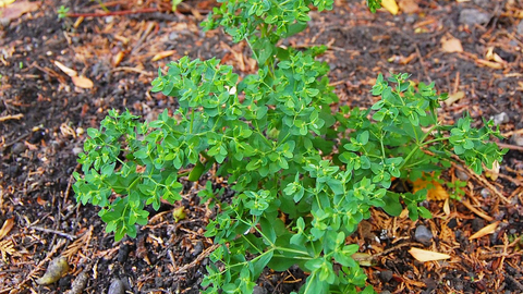 Petty Spurge