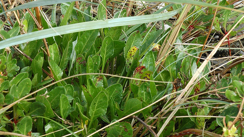 Sea Beet