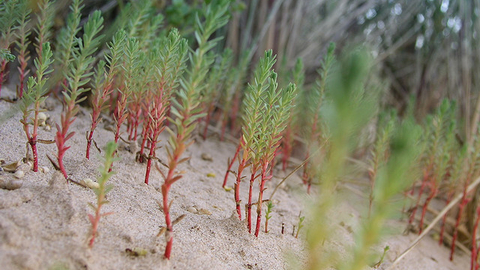 Sea Spurge