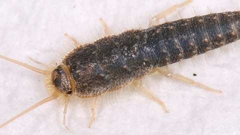 Silverfish