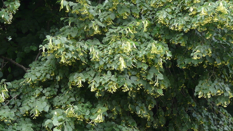 Small Leaved Lime The Wildlife Trusts Small Leaved Lime The Wildlife Trusts