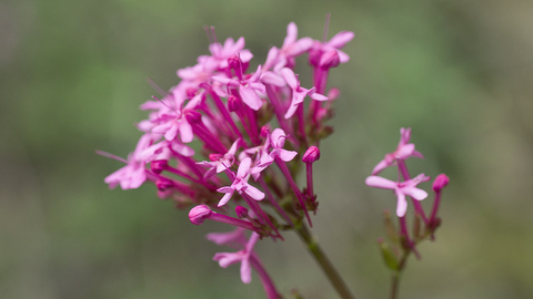 Red Valerian The Wildlife Trusts