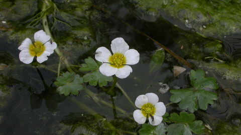 Common Water Crowfoot The Wildlife Trusts