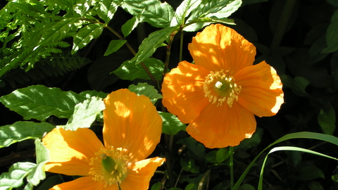 Welsh Poppy