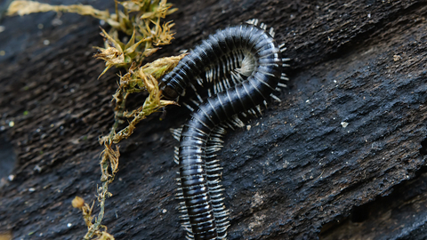White Legged Snake Millipede The Wildlife Trusts