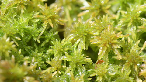 Sphagnum Moss The Wildlife Trusts