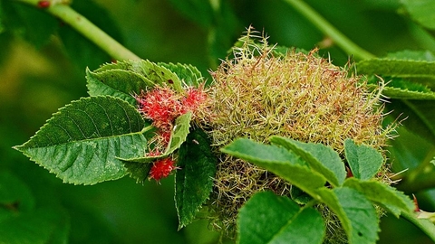 Robin's pincushion | The Wildlife Trusts