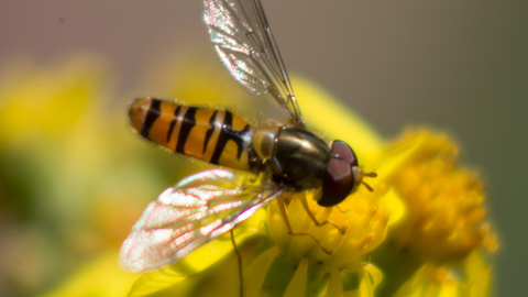 Marmalade fly  The Wildlife Trusts