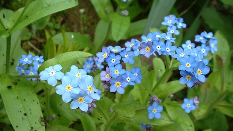 Image result for forget me not