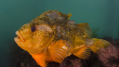 Lumpsucker The Wildlife Trusts