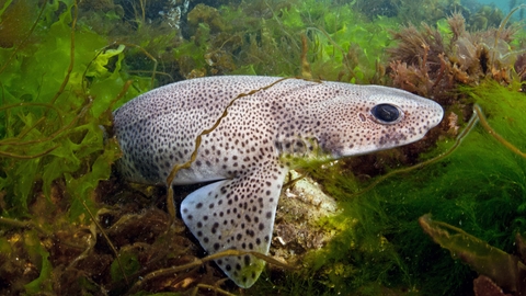 Small-spotted catshark