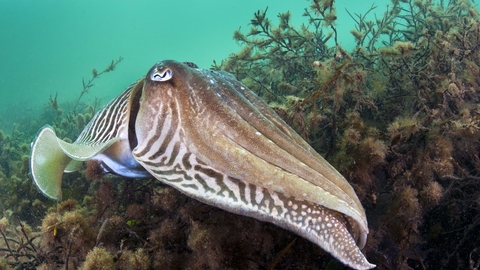 Common Cuttlefish The Wildlife Trusts