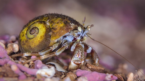 Hermit crab | The Wildlife Trusts