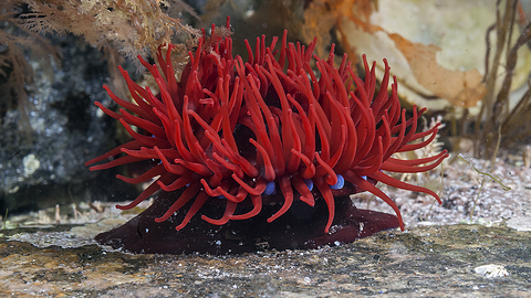 Insister menneskelige ressourcer Vedhæft til Beadlet anemone | The Wildlife Trusts