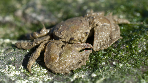 Porcelain crab