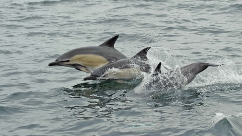Dolphins
