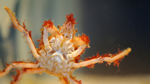 Great Spider Crab The Wildlife Trusts