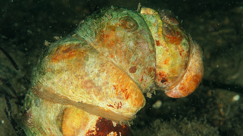 slipper limpet the wildlife