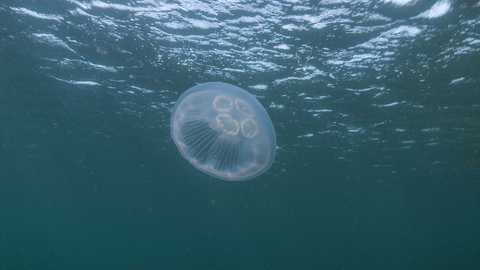 Uk Jellyfish Identification Chart