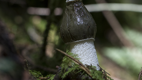 Stinkhorn Fungus The Wildlife Trusts