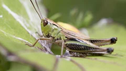 Common Green Grasshopper The Wildlife Trusts Common Green Grasshopper The Wildlife Trusts