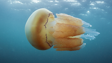 Uk Jellyfish Identification Chart