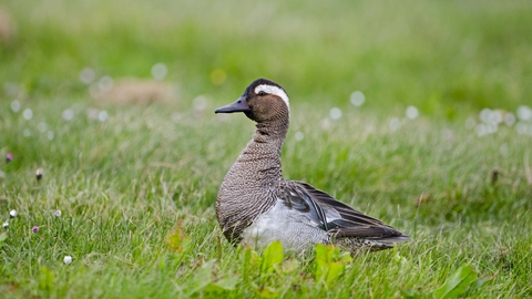 Drake garganey