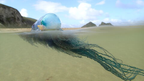 Portuguese Man O War The Wildlife Trusts