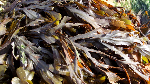 Serrated wrack