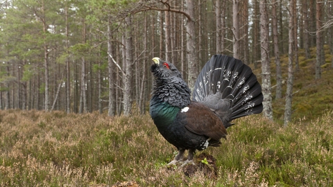 Capercaillie