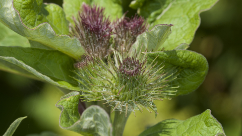 Greater burdock