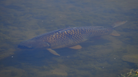 Common carp