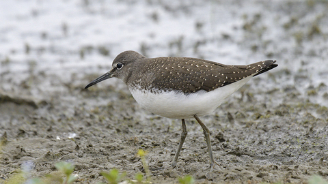 Green sandpiper