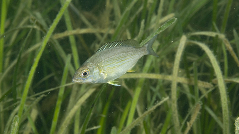 Black cheap sea bream