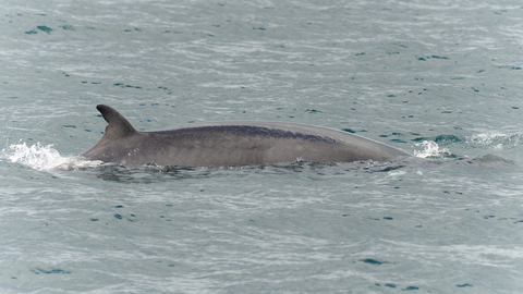 Minke Whale The Wildlife Trusts