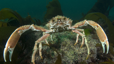 Spiny Spider Crab The Wildlife Trusts
