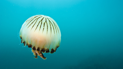 blue jellyfish species