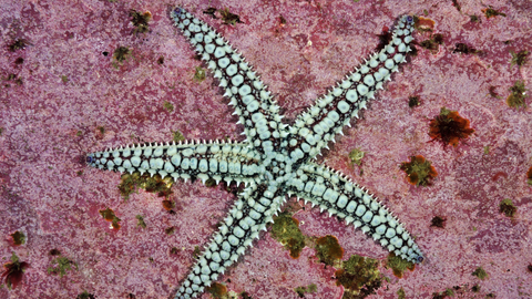 Starfish go five ways, but two ways when stressed