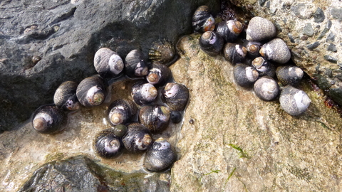 Thick topshell | The Wildlife Trusts