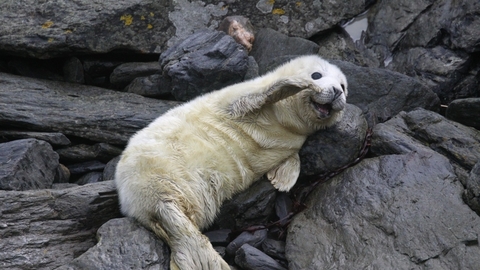 Grey seal pup waving its flipper, the Wildlife Trusts