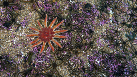 Common sunstar on maerl