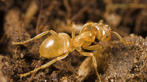 Larger than foxes – but smaller than dogs: The gold-digging ants