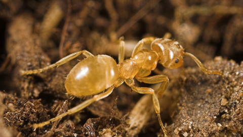 Yellow Meadow Ant The Wildlife Trusts