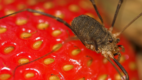 Harvestman (Phalangium opilio) female