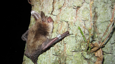 Bechstein S Bat The Wildlife Trusts Bechstein S Bat The Wildlife Trusts